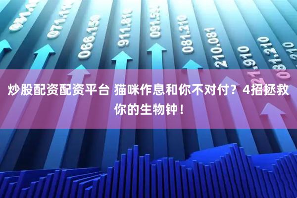 炒股配资配资平台 猫咪作息和你不对付？4招拯救你的生物钟！