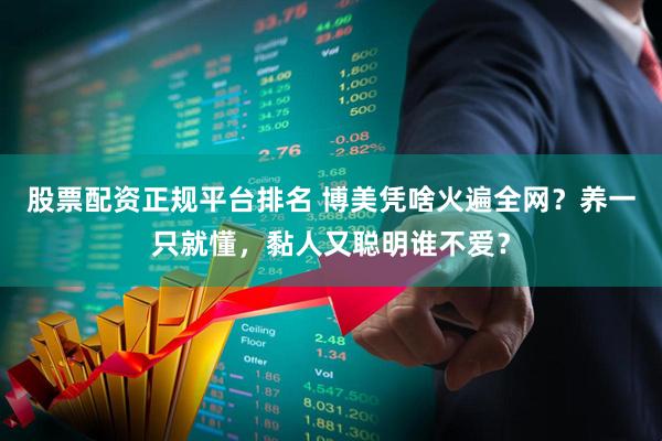 股票配资正规平台排名 博美凭啥火遍全网？养一只就懂，黏人又聪明谁不爱？