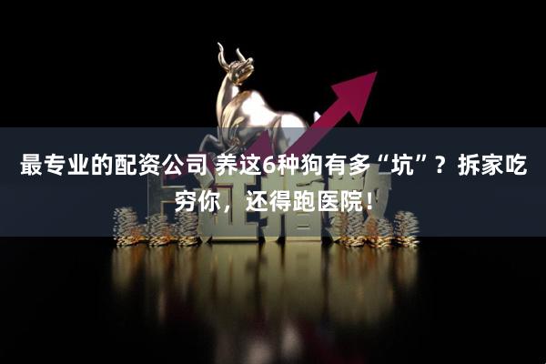 最专业的配资公司 养这6种狗有多“坑”？拆家吃穷你，还得跑医院！