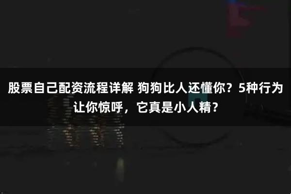 股票自己配资流程详解 狗狗比人还懂你？5种行为让你惊呼，它真是小人精？