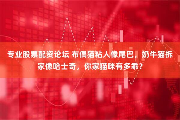 专业股票配资论坛 布偶猫粘人像尾巴，奶牛猫拆家像哈士奇，你家猫咪有多乖？