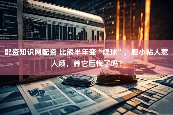配资知识网配资 比熊半年变“煤球”，胆小粘人惹人烦，养它后悔了吗？
